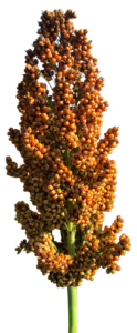 sorgo